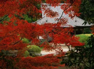【紅葉・見ごろ】長岳寺