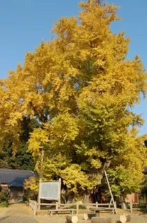 【紅葉・見ごろ】琴の大銀杏