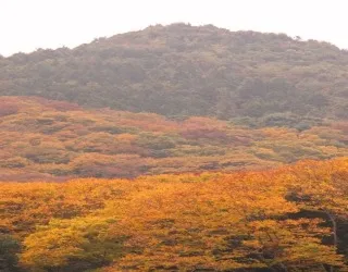 【紅葉・見ごろ】横川のけやき