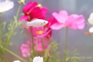 テーマ水槽『秋を彩るコスモス色の魚たち』