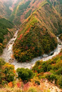 【紅葉・見ごろ】祖谷渓