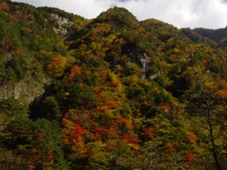 【紅葉・見ごろ】竜ヶ岳