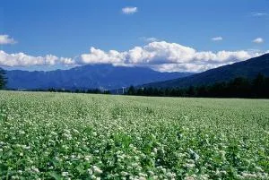 椛の湖そばの花まつり2025  in月の市