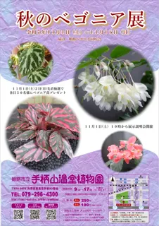 姫路市立手柄山温室植物園　秋のベゴニア展