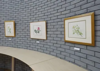 いわたさいこボタニカルアート展