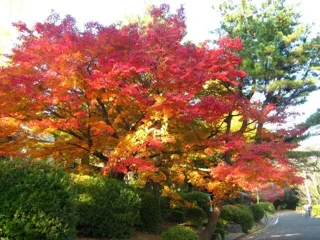 【紅葉・見ごろ】野岳湖公園