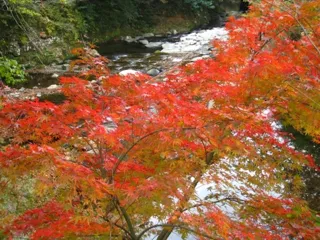 【紅葉・見ごろ】黒木渓谷