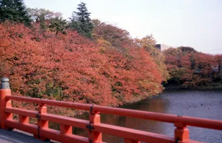 【紅葉・見ごろ】高岡古城公園