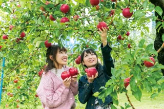 沼田市　りんご狩り