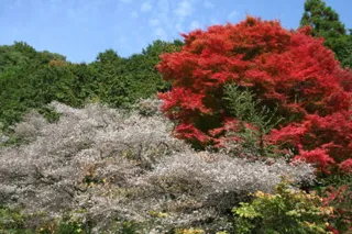 【紅葉・見ごろ】神代四季桜