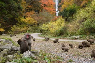【紅葉・見ごろ】神庭の滝