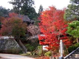 【紅葉・見ごろ】普門寺
