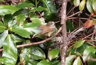 自然観察　紅葉と野鳥観察