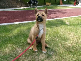 広島県動物愛護センター 譲渡犬の里帰り（10月）