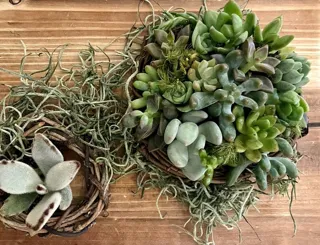 板付教室　多肉植物を楽しもう！