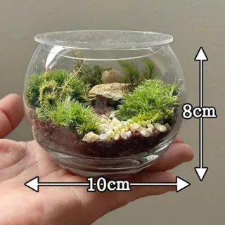 大人講座　苔テラリウムワークショップ