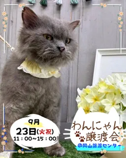 わんにゃん譲渡会（9月）