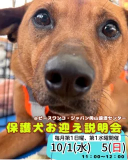 保護犬お迎え説明会（10月）