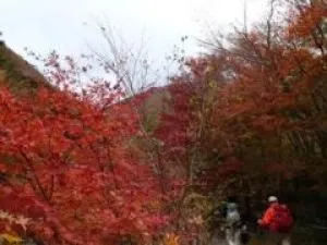 【紅葉・見ごろ】毛無山