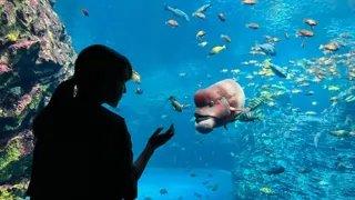 ソロ活推奨！大人のおひとりさま水族館