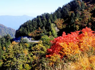 【紅葉・見ごろ】岐阜県・白川村　白山白川郷ホワイトロード