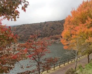 【紅葉・見ごろ】田貫湖周辺