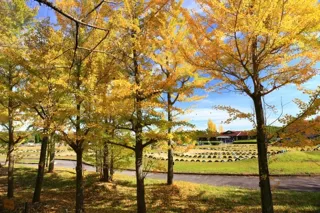 【紅葉・見ごろ】伊坂ダム
