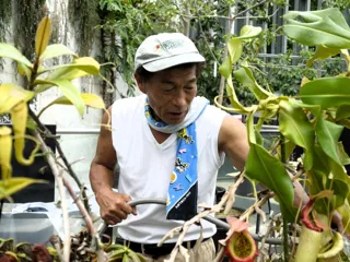食虫植物の神に学ぶ！サラセニアの魅力