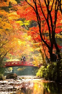 小國神社 もみじまつり