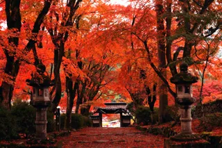 【紅葉・見ごろ】高源寺