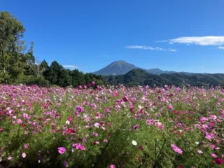 秘密の花園～コスモス編～