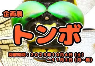 企画展「トンボ」