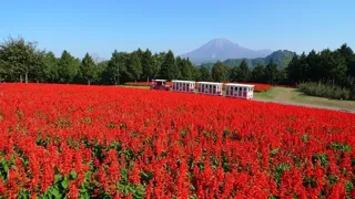 とっとり花回廊 オータムフェスティバル