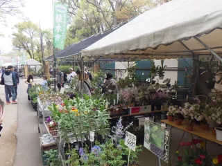 秋の植木市（大阪城公園）