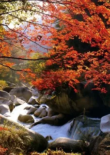 【紅葉・見ごろ】御岳昇仙峡