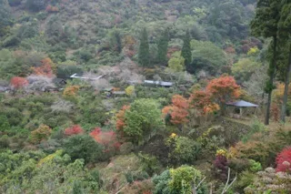 【紅葉・見ごろ】東雲の里あじさい園