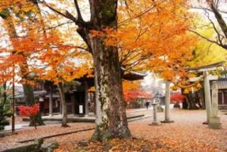 【紅葉・見ごろ】渡岸寺観音堂(向源寺)
