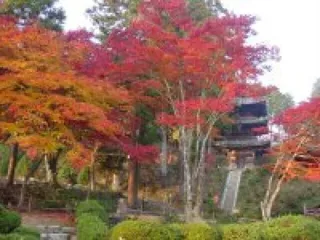 【紅葉・見ごろ】常楽寺(西寺・湖南三山)