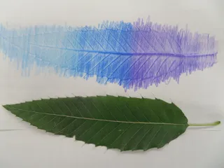 葉っぱのフロッタージュ