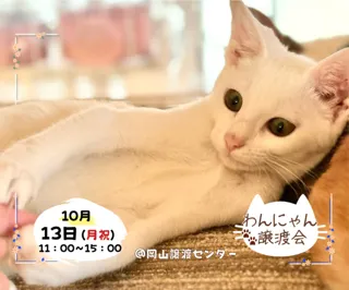 わんにゃん譲渡会(10月)