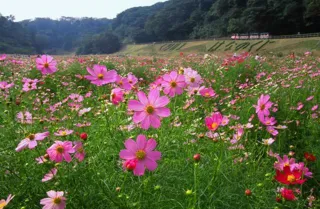 くりはま花の国　コスモスまつり