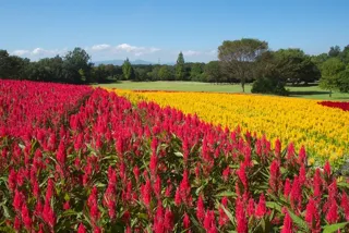 【花・見ごろ】国営武蔵丘陵森林公園　羽毛ゲイトウ