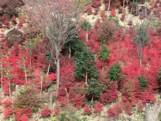 【紅葉・見ごろ】観音寺