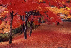 【紅葉・見ごろ】村松公園