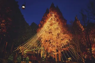 森のクリスマスツリー