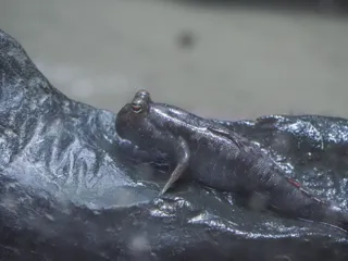 お月見水槽