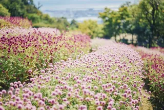 【花・見ごろ】神戸布引ハーブ園／ロープウェイ　センニチコウ