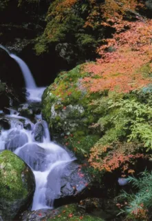 【紅葉・見ごろ】福知渓谷