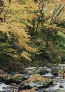 【紅葉・見ごろ】赤西渓谷