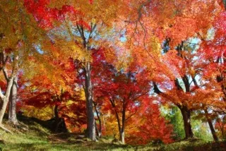 【紅葉・見ごろ】最上山公園もみじ山